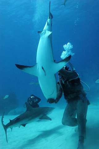 Illustration for article titled Este hombre es capaz de hacerse un selfie con tiburones blancos y no perder ni un dedo en el intento